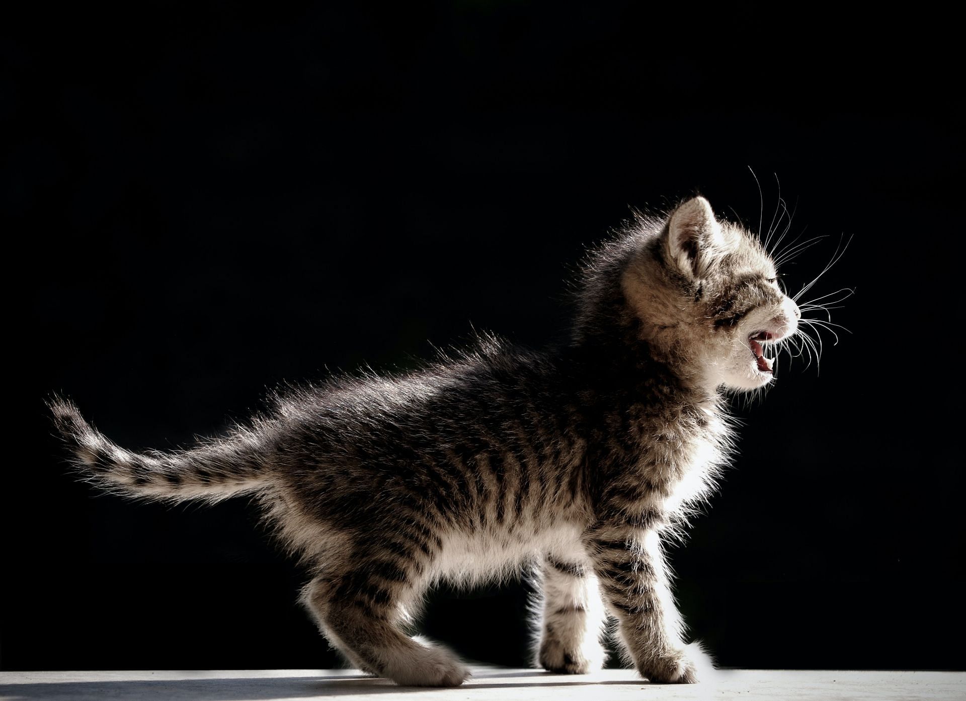 It is advised to practice caution with stray animals. (Image via Unsplash/ About Shin)
